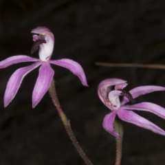 Caladenia congesta at Acton, ACT - suppressed