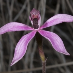 Caladenia congesta at Acton, ACT - suppressed