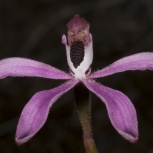 Caladenia congesta at Acton, ACT - suppressed