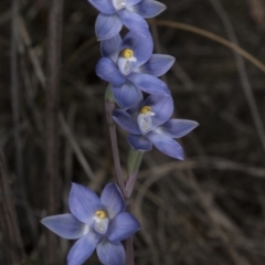 Thelymitra peniculata (Blue Star Sun-orchid) at Acton, ACT - 8 Nov 2016 by DerekC