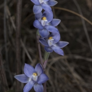 Thelymitra peniculata at Acton, ACT - suppressed