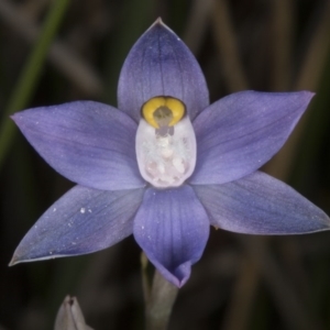 Thelymitra peniculata at Acton, ACT - suppressed