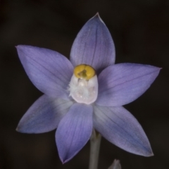 Thelymitra peniculata at Acton, ACT - suppressed