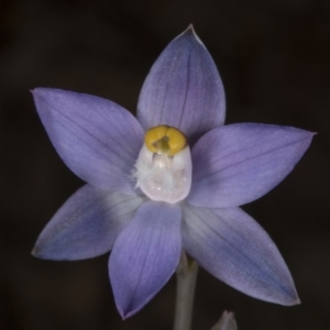 Thelymitra peniculata at Acton, ACT - suppressed