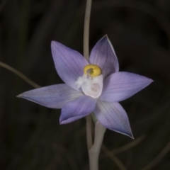 Thelymitra peniculata at Acton, ACT - 8 Nov 2016