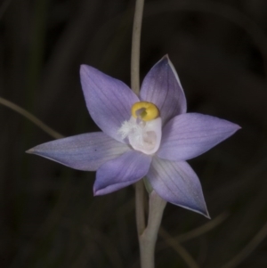 Thelymitra peniculata at Acton, ACT - suppressed