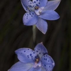 Thelymitra juncifolia (Dotted Sun Orchid) at Acton, ACT - 8 Nov 2016 by DerekC