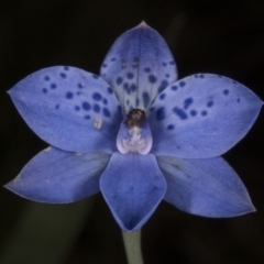 Thelymitra juncifolia at Acton, ACT - suppressed