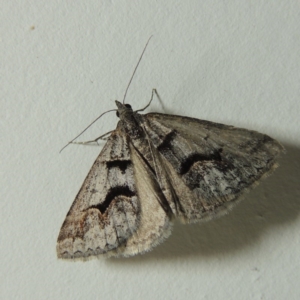 Dichromodes atrosignata at Greenway, ACT - 9 Nov 2016