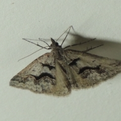 Dichromodes atrosignata at Greenway, ACT - 9 Nov 2016