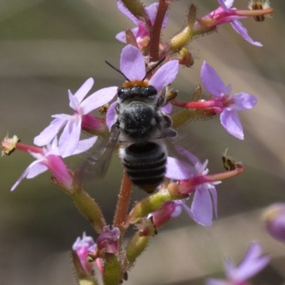 Megachile (Eutricharaea) maculariformis (Gold-tipped leafcutter bee) at Acton, ACT - 9 Nov 2016 by JudithRoach