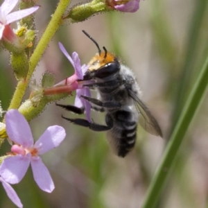 Megachile (Eutricharaea) maculariformis at Acton, ACT - 9 Nov 2016