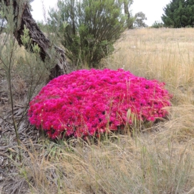 Lampranthus sp. (genus) (Ice Plant) at Banks, ACT - 8 Nov 2016 by MichaelBedingfield