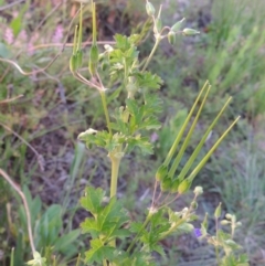 Erodium crinitum (Native Crowfoot) at Point Hut to Tharwa - 28 Oct 2016 by michaelb