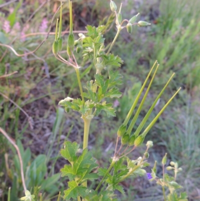 Erodium crinitum (Native Crowfoot) at Point Hut to Tharwa - 28 Oct 2016 by MichaelBedingfield