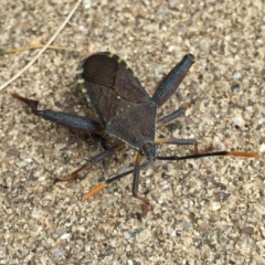 Amorbus sp. (genus) (Eucalyptus Tip bug) at Wandiyali-Environa Conservation Area - 9 Nov 2016 by Wandiyali