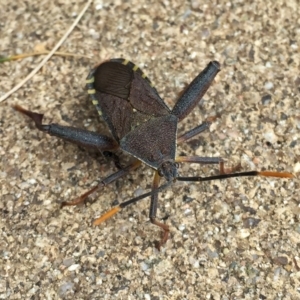 Amorbus sp. (genus) at Googong, NSW - 10 Nov 2016 09:22 AM