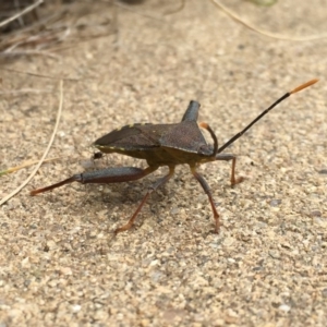 Amorbus sp. (genus) at Googong, NSW - 10 Nov 2016 09:22 AM