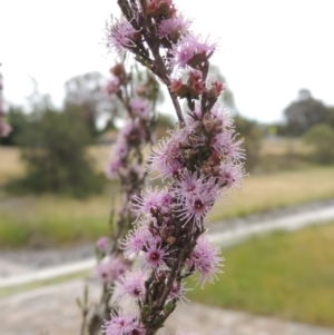 Kunzea parvifolia at Banks, ACT - 8 Nov 2016 06:34 PM