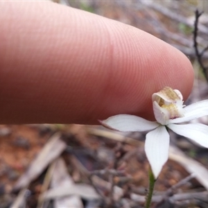 Caladenia moschata at Point 38 - 9 Nov 2016