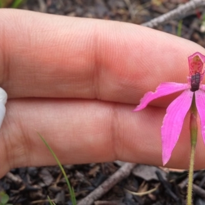 Caladenia congesta (Pink Caps) at Point 38 - 9 Nov 2016 by NickWilson