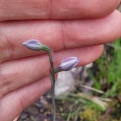 Thelymitra sp. (A Sun Orchid) at Acton, ACT - 8 Nov 2016 by NickWilson