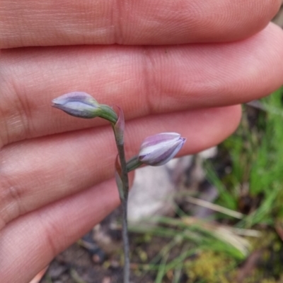 Thelymitra sp. (A Sun Orchid) at Acton, ACT - 8 Nov 2016 by NickWilson