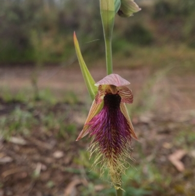 Calochilus platychilus (Purple Beard Orchid) at Acton, ACT - 8 Nov 2016 by NickWilson