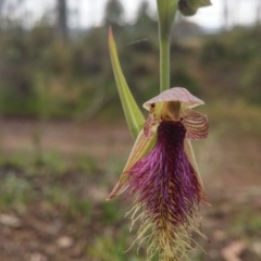 Calochilus platychilus at Acton, ACT - 9 Nov 2016