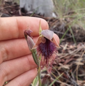 Calochilus platychilus at Acton, ACT - 9 Nov 2016