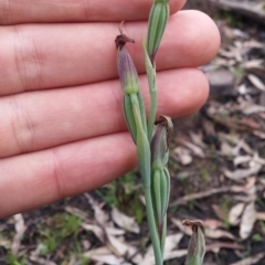 Calochilus platychilus at Acton, ACT - 9 Nov 2016