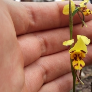 Diuris sulphurea at Acton, ACT - suppressed