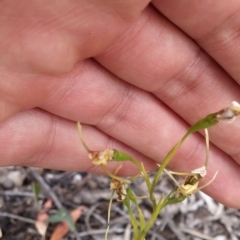 Diuris sulphurea at Acton, ACT - 9 Nov 2016