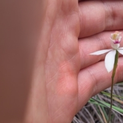 Caladenia moschata (Musky Caps) at Aranda, ACT - 8 Nov 2016 by NickWilson