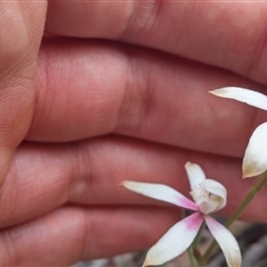 Caladenia moschata at Point 3506 - 9 Nov 2016