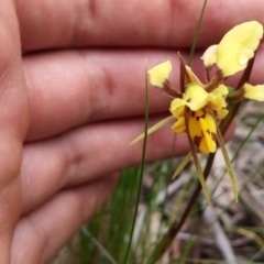 Diuris sulphurea (Tiger Orchid) at Point 3506 - 9 Nov 2016 by NickWilson