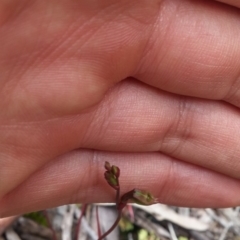 Caleana minor (Small Duck Orchid) at Aranda, ACT - 8 Nov 2016 by NickWilson