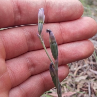 Thelymitra sp. (A Sun Orchid) at Aranda, ACT - 9 Nov 2016 by NickWilson