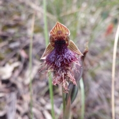Calochilus platychilus (Purple Beard Orchid) at Point 3506 - 9 Nov 2016 by NickWilson