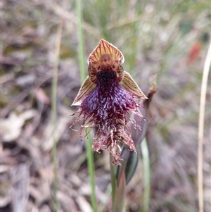 Calochilus platychilus at Point 3506 - 9 Nov 2016