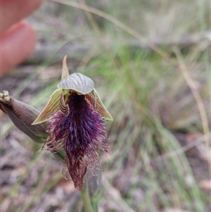 Calochilus platychilus at Point 3506 - 9 Nov 2016