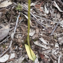 Glossodia major (Wax Lip Orchid) at Aranda, ACT - 9 Nov 2016 by NickWilson