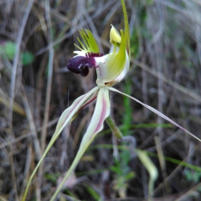 Caladenia atrovespa (Green-comb Spider Orchid) at Conder, ACT - 10 Nov 2016 by mholling