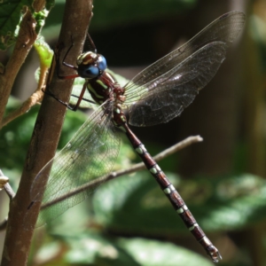 Austroaeschna pulchra at Paddys River, ACT - 5 Mar 2015 08:13 PM