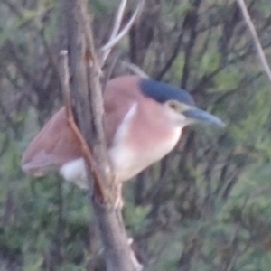 Nycticorax caledonicus at Greenway, ACT - 19 Nov 2014