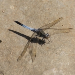 Orthetrum caledonicum (Blue Skimmer) at Paddys River, ACT - 7 Nov 2016 by roymcd