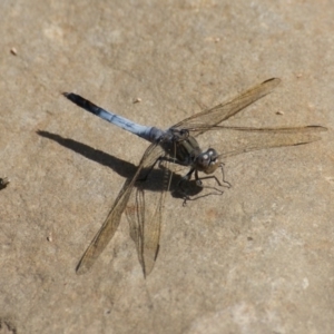 Orthetrum caledonicum at Paddys River, ACT - 7 Nov 2016 02:18 PM