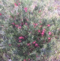 Grevillea sp. (Grevillea) at Tuggeranong Hill - 10 Nov 2016 by RohanT