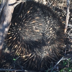 Tachyglossus aculeatus at Conder, ACT - 10 Nov 2016 09:25 PM