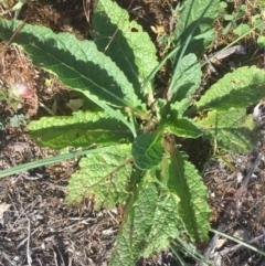 Verbascum virgatum at Conder, ACT - 10 Nov 2016